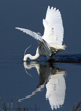 Little Egret