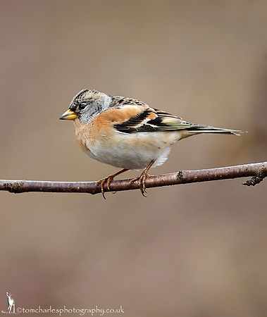 Brambling