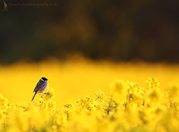 Reed Bunting