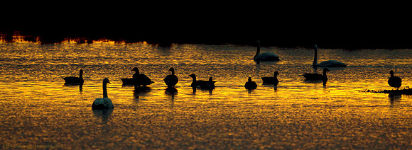 Swans and Geese Golden Hour