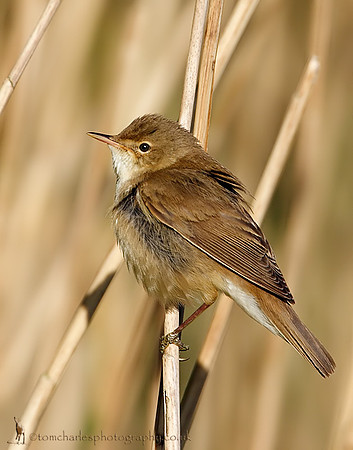 Reed Warbler