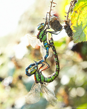 Mating Southern Hawker Dragonflies