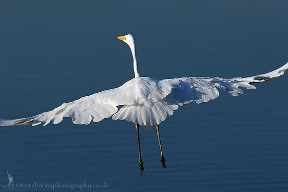 Great White Egret