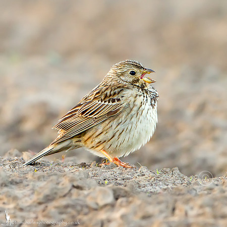 Corn Bunting