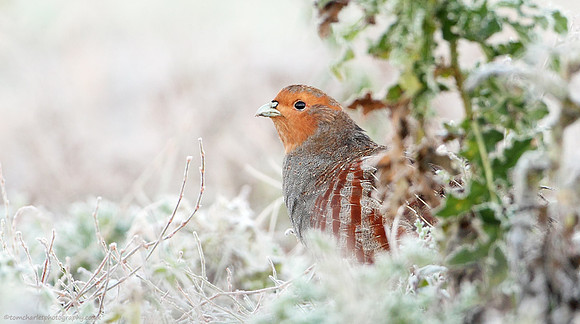 Grey Partridge