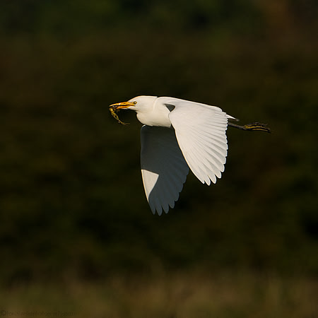 Cattle Egret & Frog
