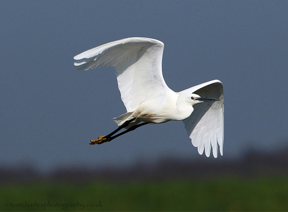 Little Egret
