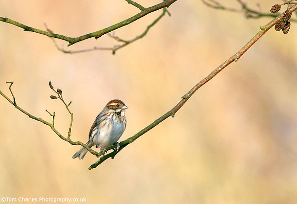 Reed Bunting - female