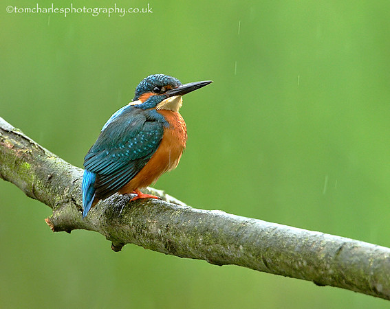 'Kings Rain'