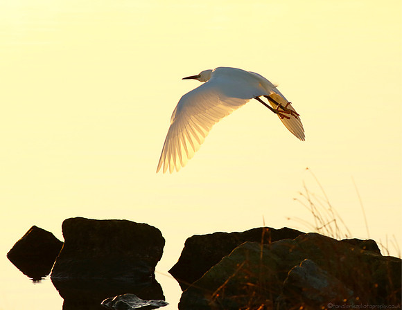 Early Flight Egret