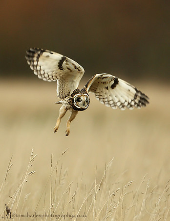 'Sleep Flying'