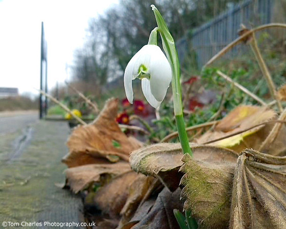 Snowdrop