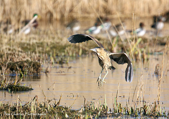 Bittern