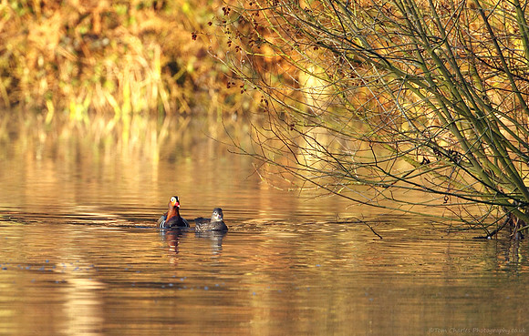 Mandarin In March
