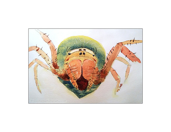Green Orb Weaver Spider