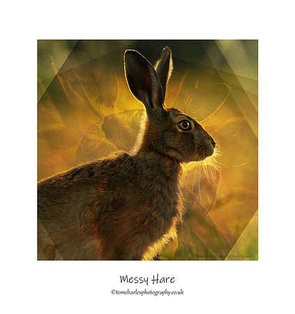 Messy Hare