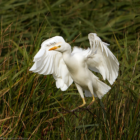 Cattle Egret - 3