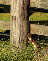 Leaning On A Lamp Post
