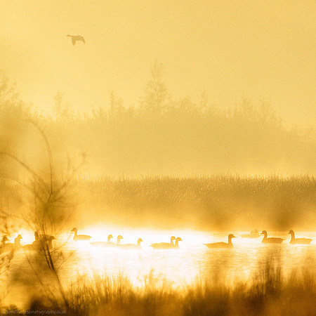 Pink Feet, Golden Mist