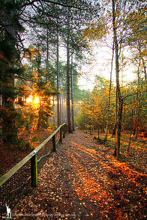 'Shards of Autumn Light'