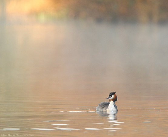 Mere, Mist and Morning Preen