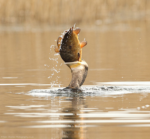 Flip Of The Carp