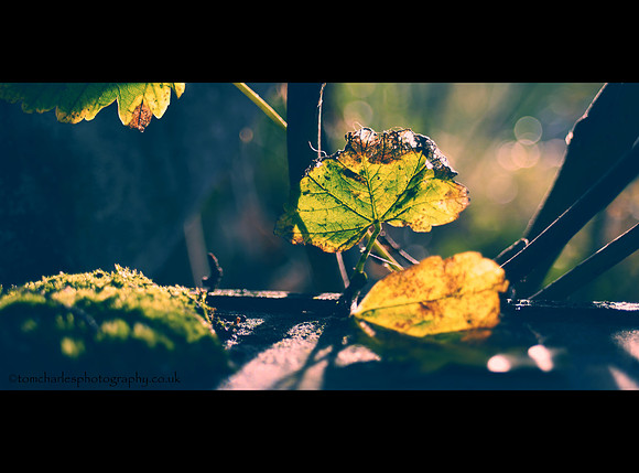 Light And Leaf