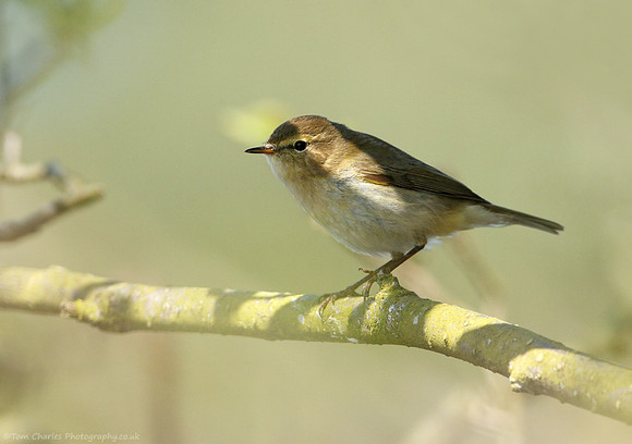 Chiffchaff