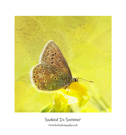 Soaked In Summer