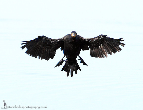 Cormorant