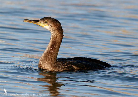Shag