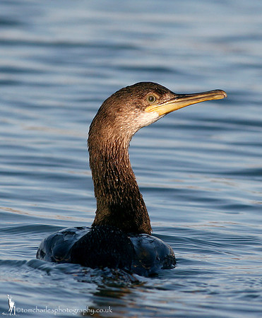 Shag