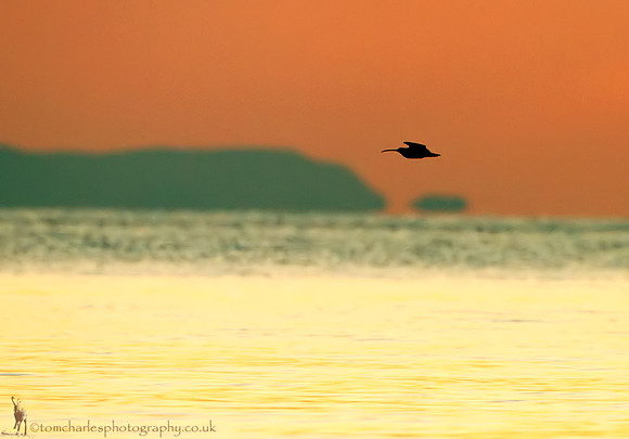 Curlew