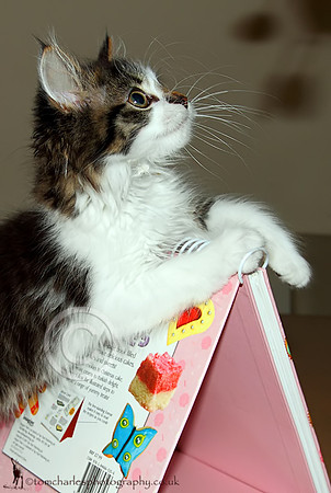 Oscar