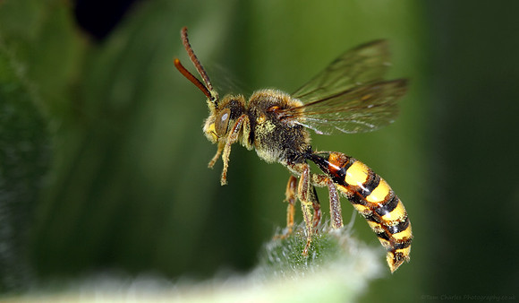 Parasitic Wasp