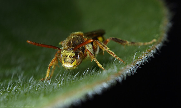 Packed With Pollen