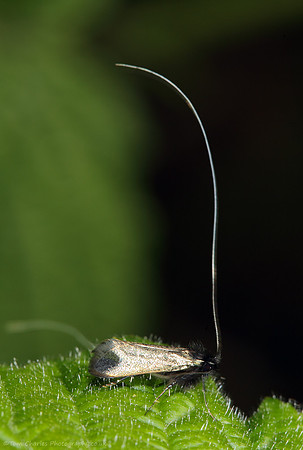 Longhorn Fairy Moth