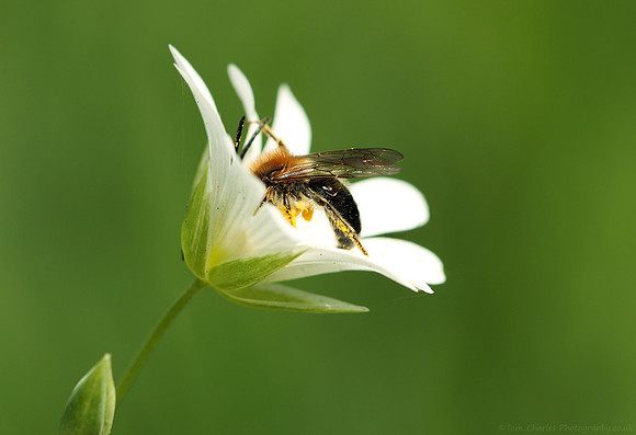 Busy In Spring