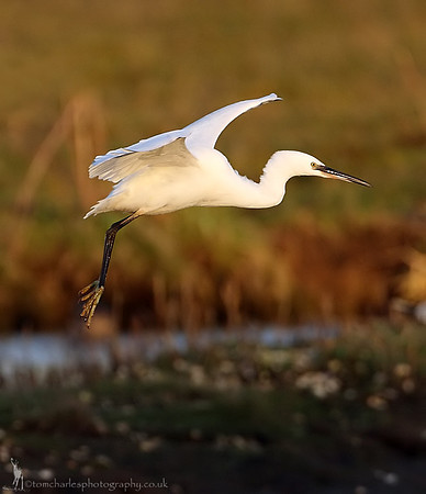 Little Egret