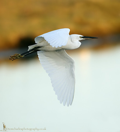 Little Egret