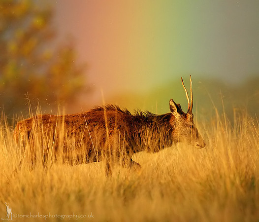 Ruts and Rainbows