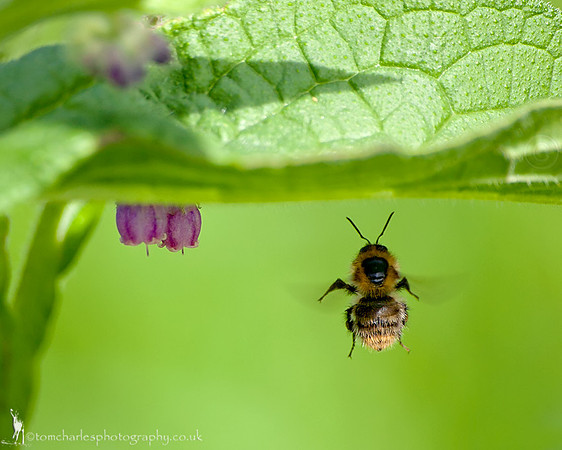 Busy Bee