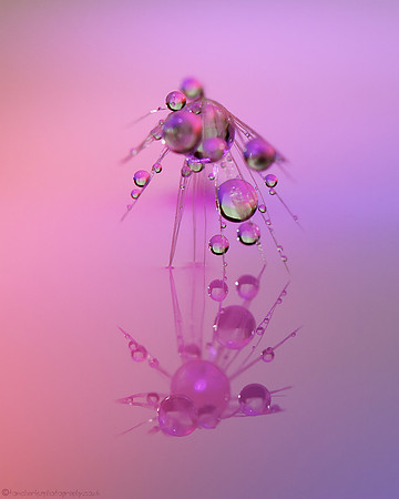 Double Bubble