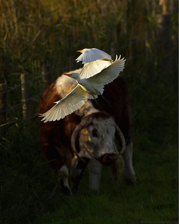 Late Light & Longhorn