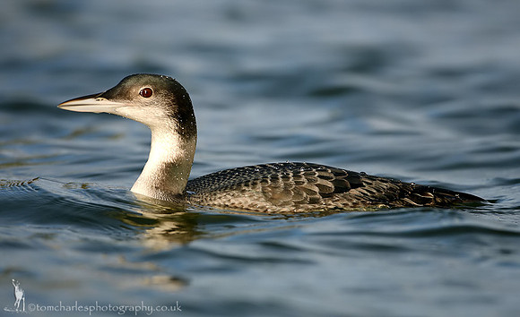 Great Northern Diver - winter