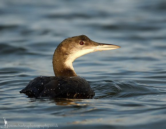 Great Northern Diver - winter