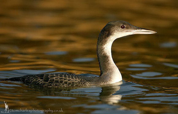 Great Northern Diver - winter