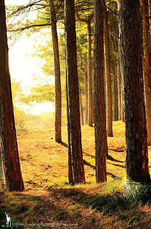 Pines For A Poet