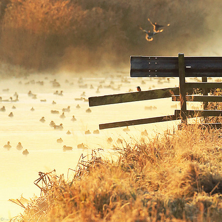 Alcedo In The Mist