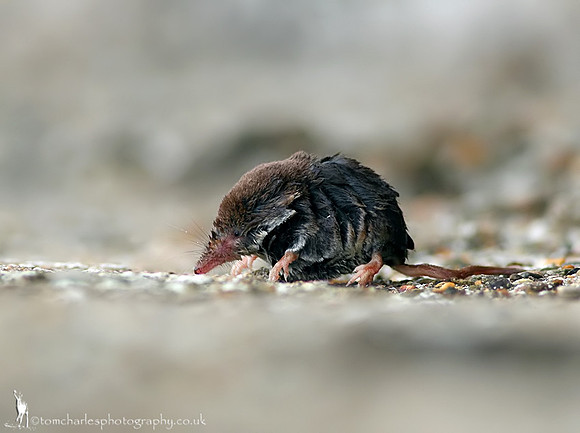 Common Shrew